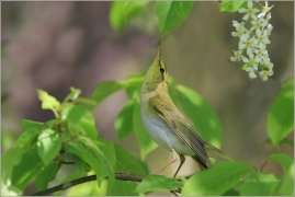<p>BUDNÍČEK LESNÍ (Phylloscopus sibilatrix) /Wood warbler – Waldlaubsänger/</p>
